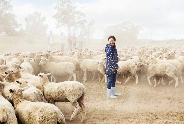 汉密尔顿柯林佳农场，一家人站在羊群中 © 塔斯马尼亚旅游局版权所有