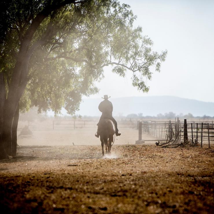 东金伯利布罗河牧场，一个男人骑在马上放牛 © Martine Perret 版权所有