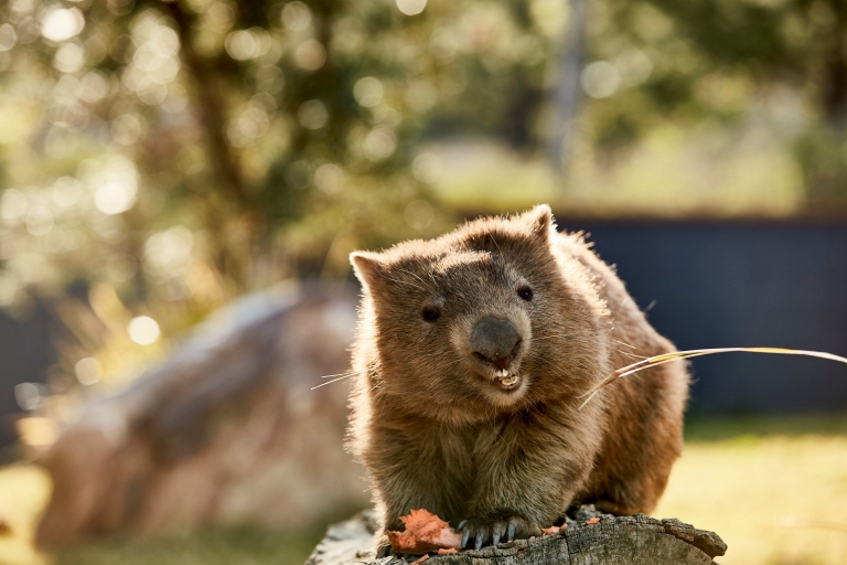 新南威尔士州，海伦斯堡，辛比奥野生动物园，袋熊 © 新南威尔士州旅游局版权所有