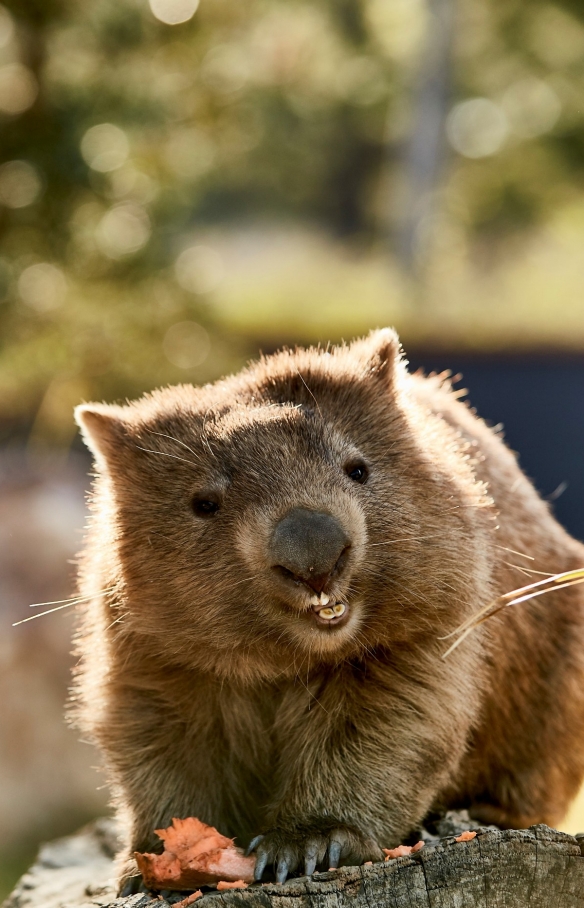 南澳大利亚，袋鼠岛，考拉 © Craig Wickham 版权所有