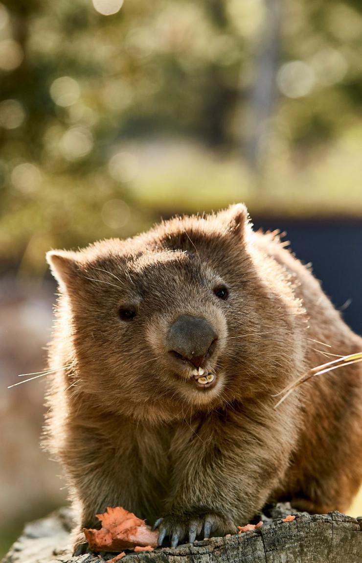 南澳大利亚州阿德莱德动物园的树袋鼠 © 澳大利亚旅游局版权所有