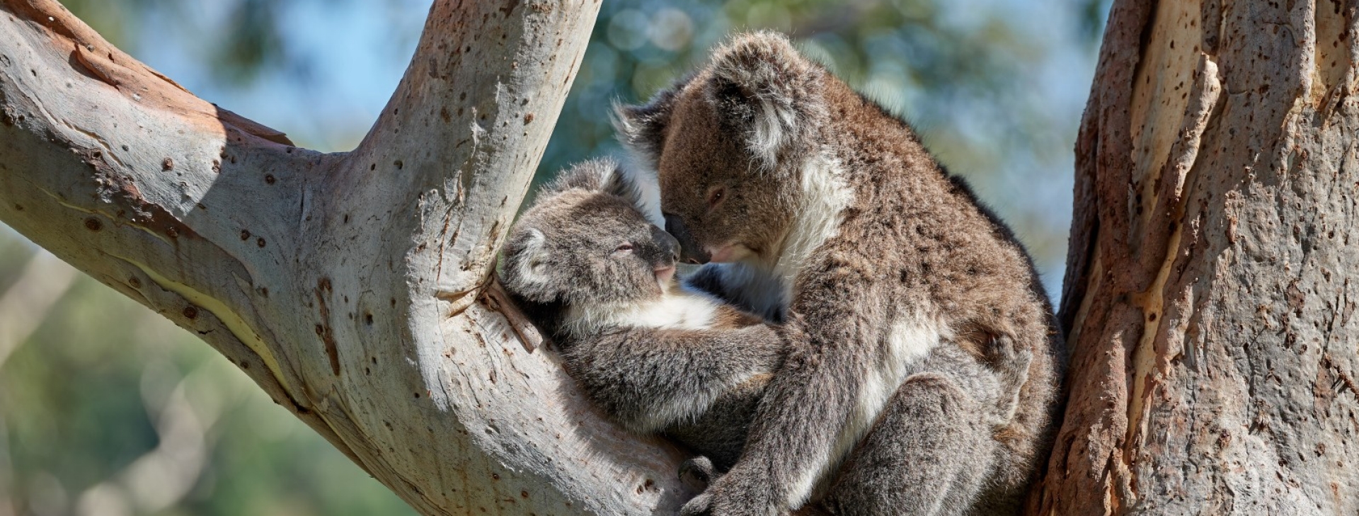 Koalas, Greenhill Road © George Papanicolaou