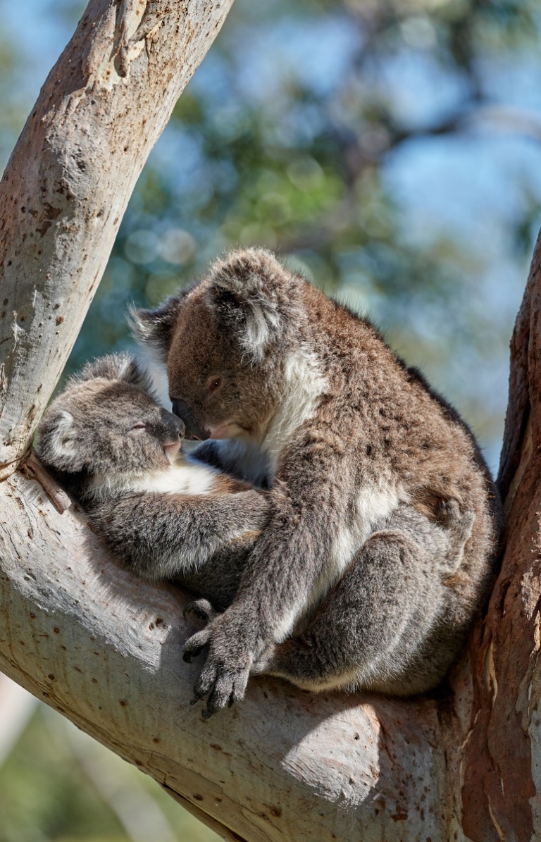 Koalas, Greenhill Road © George Papanicolaou