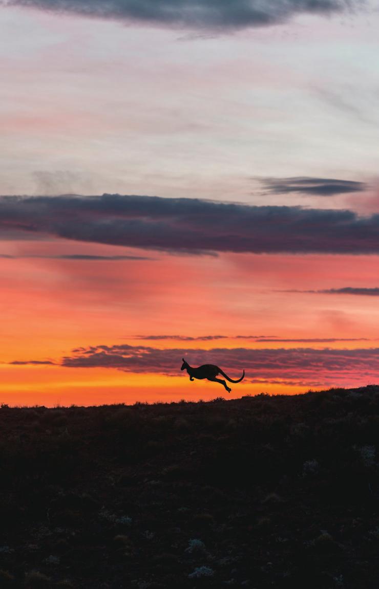 南澳大利亚州，弗林德斯山脉国家公园，阿卡巴 © 南澳大利亚旅游局版权所有