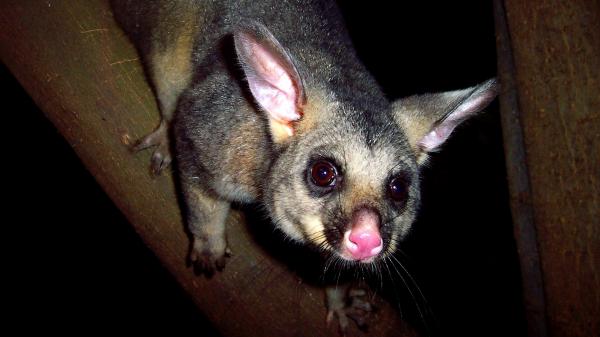 新南威尔士州，南部高地，观赏野生动物精致之旅，刷尾负鼠 © 观赏野生动物精致之旅版权所有