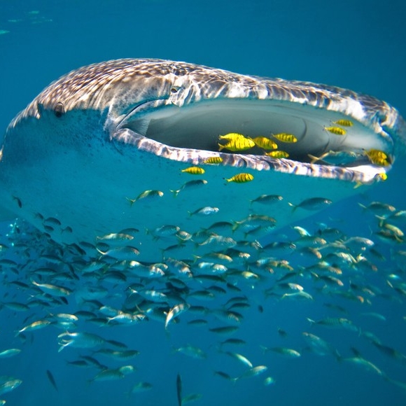 宁加洛珊瑚礁水域中的鲸鲨 © 澳大利亚精品酒店系列版权所有