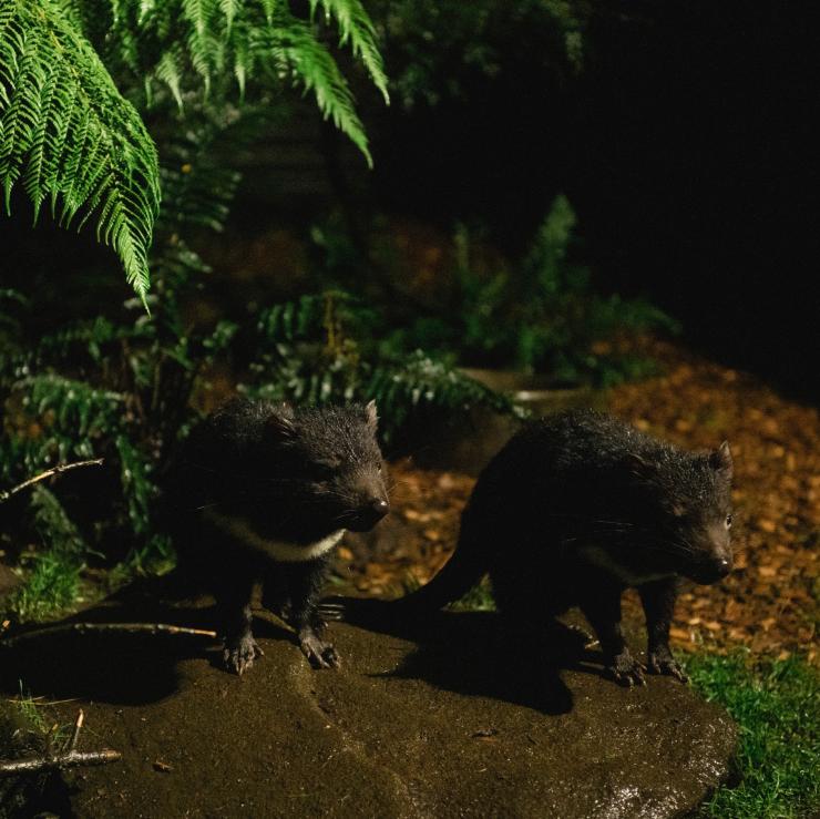在塔斯马尼亚恶魔保护区天黑后喂食之旅中出现的塔斯马尼亚恶魔 © Stu Gibson/塔斯马尼亚旅游局版权所有