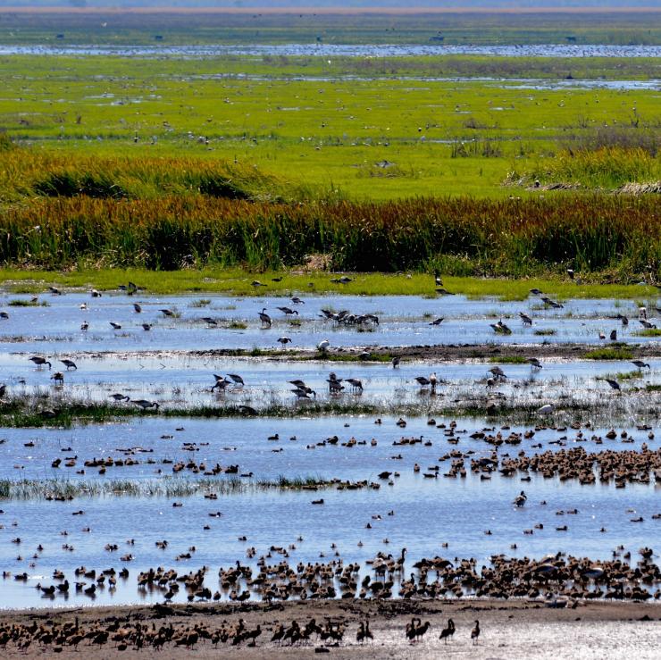 达尔文附近福克大坝湿地中的鸟类 © 卡卡杜领主与阿纳姆地区探险之旅版权所有