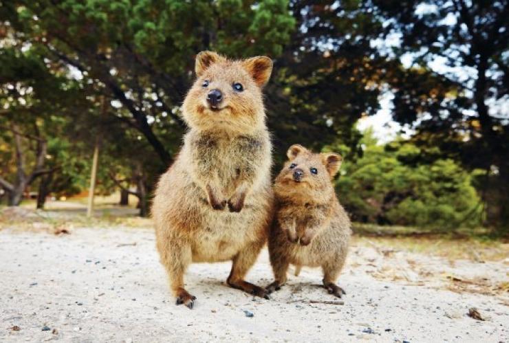 罗特尼斯岛上的短尾矮袋鼠 © 澳大利亚旅游局版权所有