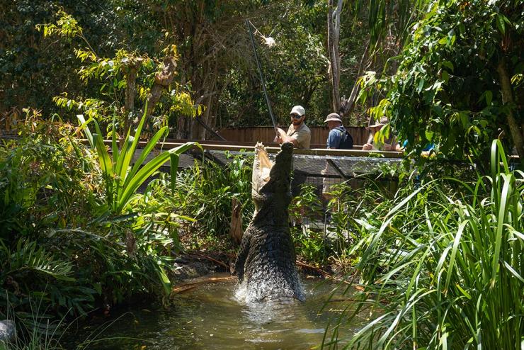昆士兰州哈特利鳄鱼探险公园，鳄鱼跳出水面 © 澳大利亚旅游局版权所有
