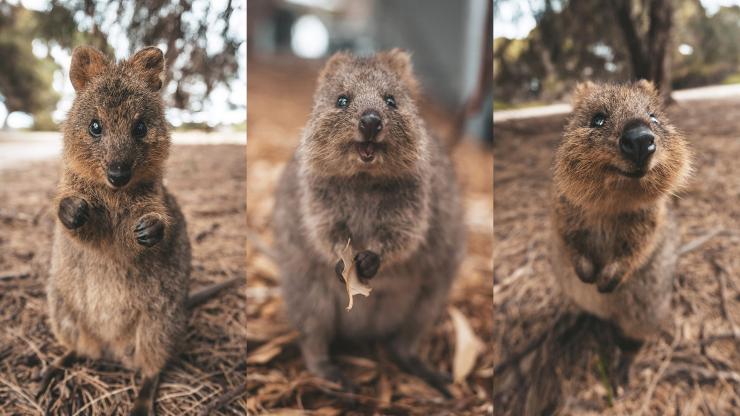 西澳大利亚，罗特尼斯岛，短尾矮袋鼠 © James Vodicka 