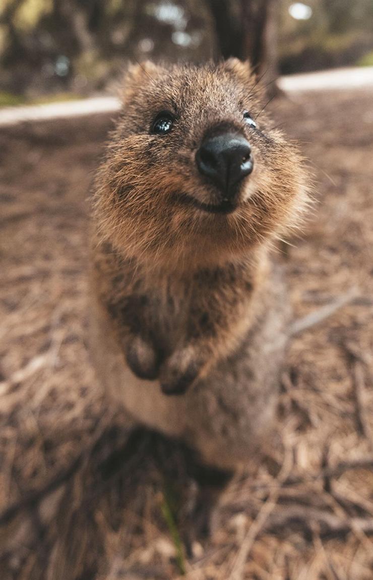 西澳大利亚，罗特尼斯岛，短尾矮袋鼠 © James Vodicka 