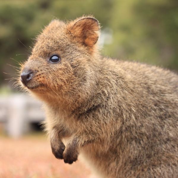 西澳大利亚州，罗特尼斯岛，海边可爱的短尾矮袋鼠 © Tourism Australia