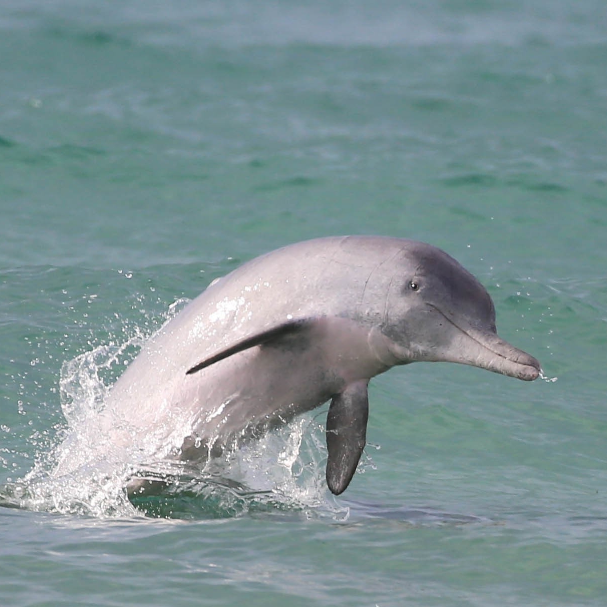 昆士兰州摩顿湾附近的新生瓶鼻海豚 © 澳大利亚海豚研究中心版权所有