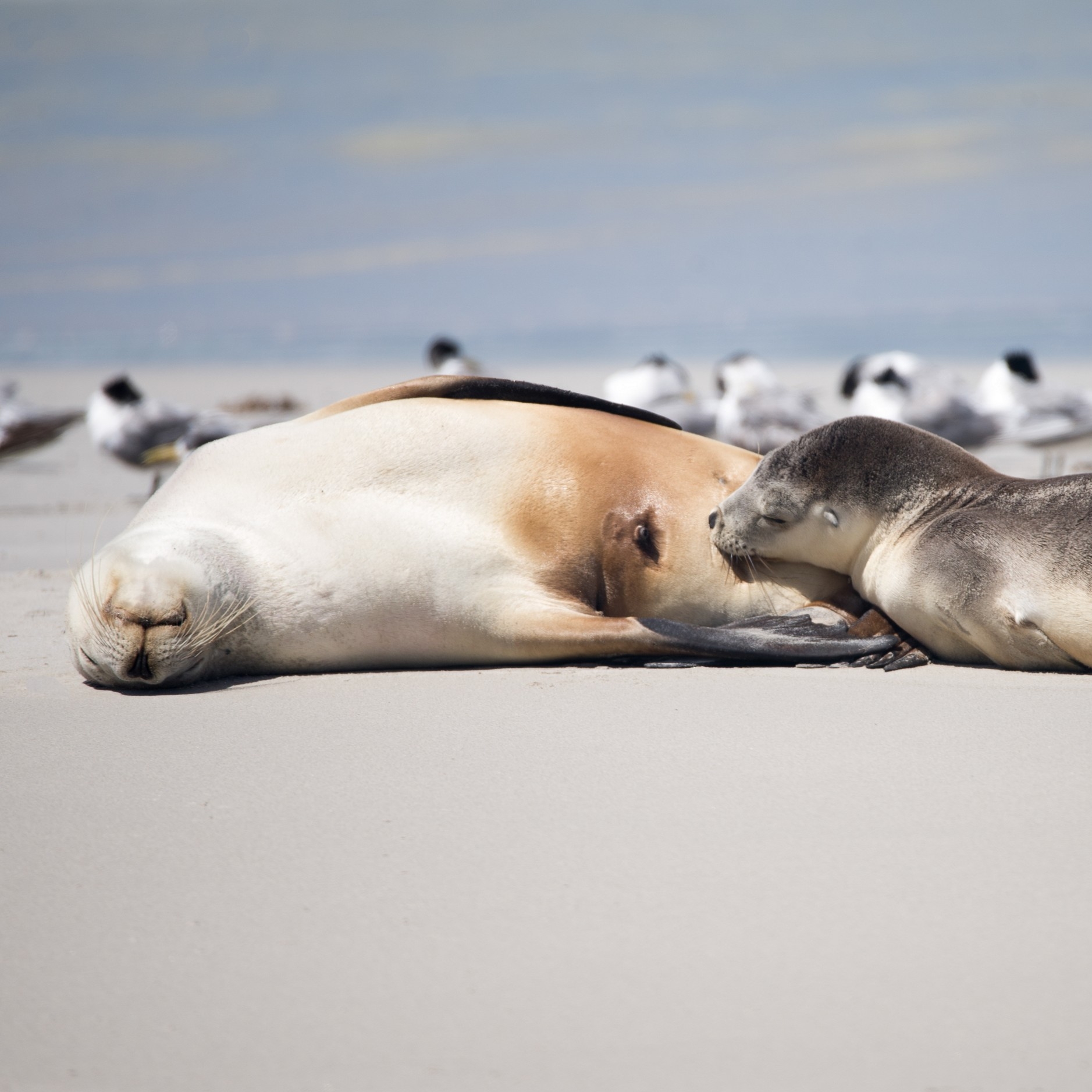 海豹湾保育公园的澳大利亚海狮 © 非凡袋鼠岛之旅版权所有