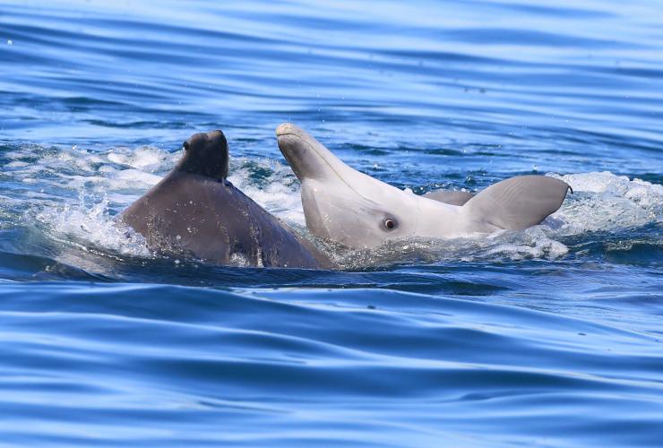 摩顿湾海豚研究展中的瓶鼻海豚 © 澳大利亚海豚研究中心版权所有