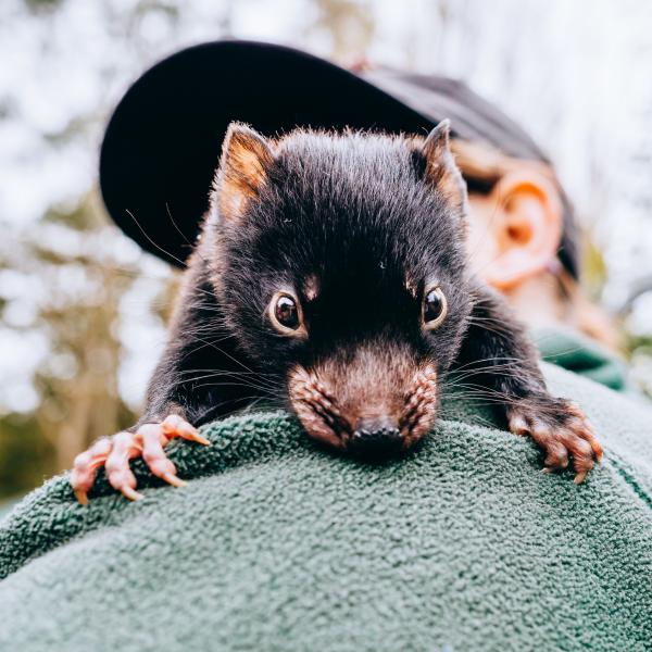 塔斯马尼亚州斯丹尼，一位女士正抱着塔斯马尼亚恶魔幼崽 © Jewels Lynch 版权所有
