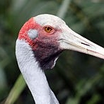 Brolga Head © 澳大利亚旅游局版权所有