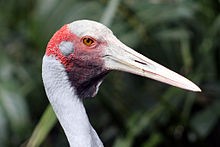 Brolga Head © 澳大利亚旅游局版权所有