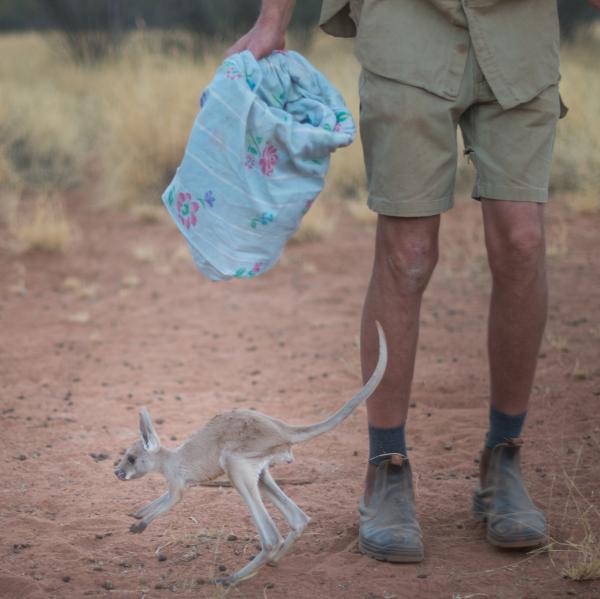 北领地，袋鼠保护区，一只从导游身边蹦跳经过的袋鼠幼崽 © 北领地旅游局/Matt Glastonbury 2017 年版权所有