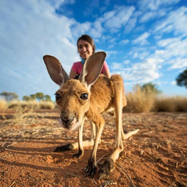 北领地，望着镜头的袋鼠幼崽 © 北领地旅游局/Shaana McNaught 2016 年版权所有