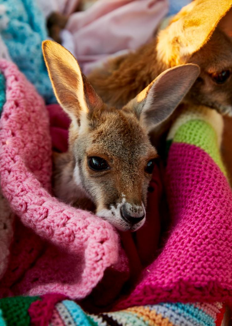 北领地，袋鼠保护区，裹在毯子里的幼崽 © 澳大利亚旅游局版权所有