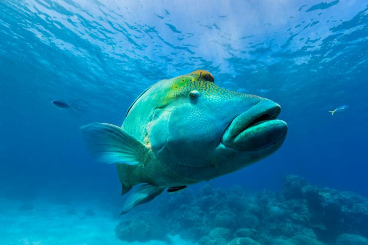 昆士兰州，大堡礁，苏眉鱼 © Andrew Watson 版权所有