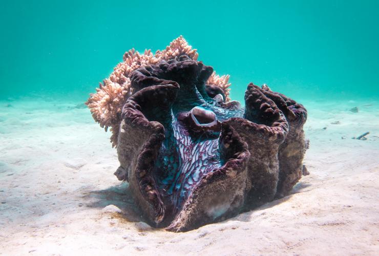 昆士兰州，珊瑚花园，巨蛤 © Jemma Craig /昆士兰州旅游及活动推广局版权所有