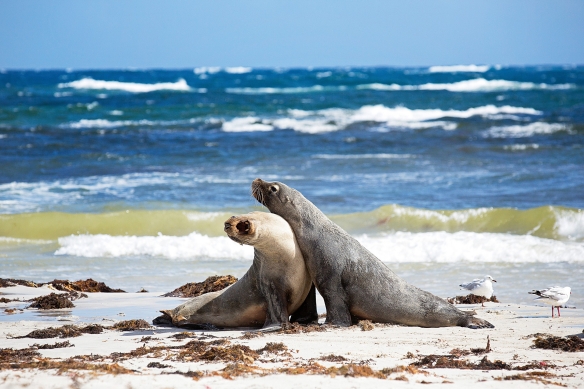 袋鼠岛海豹湾保育公园海滩上的两只海狮 © 非凡袋鼠岛之旅版权所有