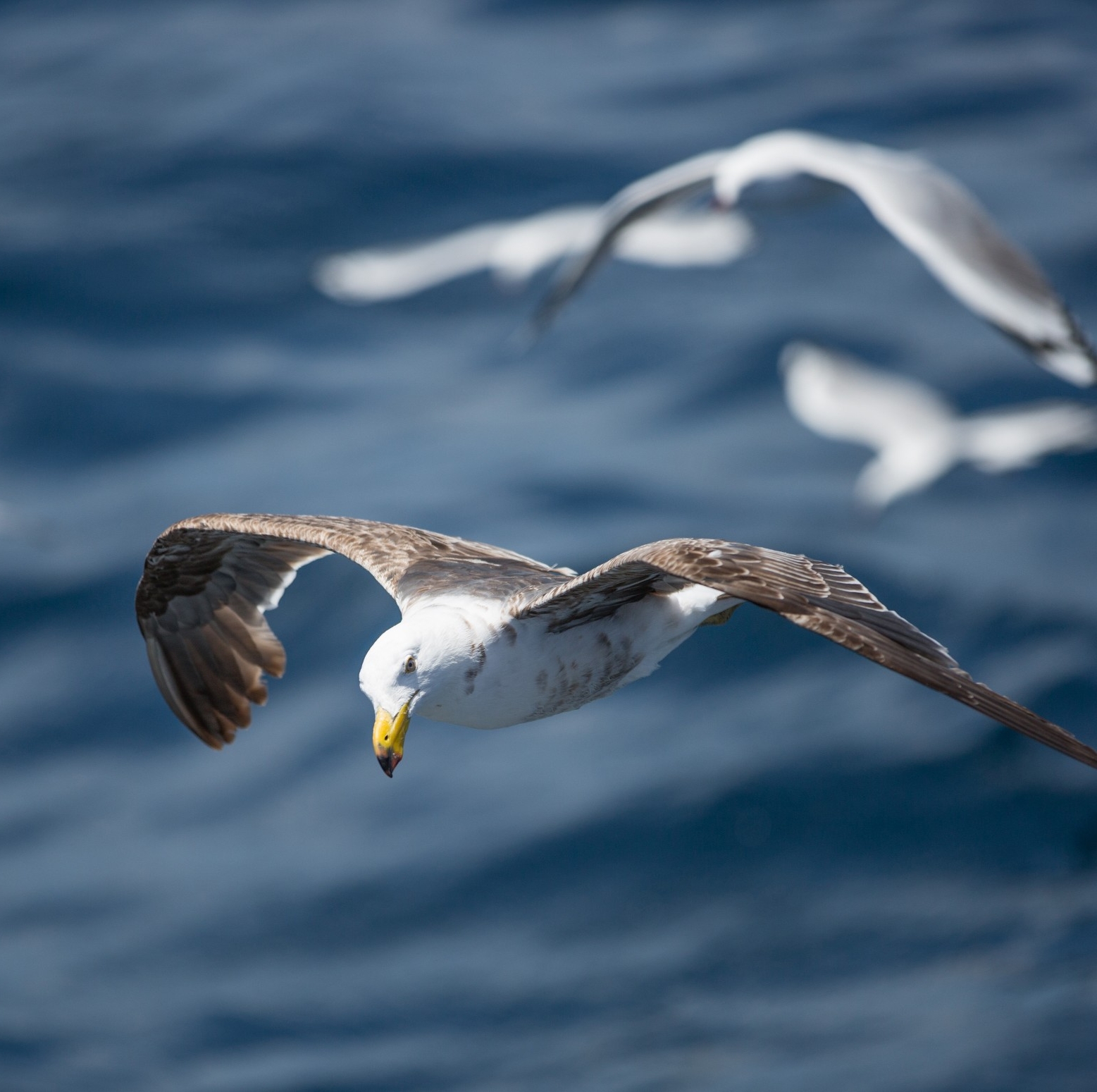 南澳大利亚州，海王星岛，海鸥 © 澳大利亚旅游局版权所有