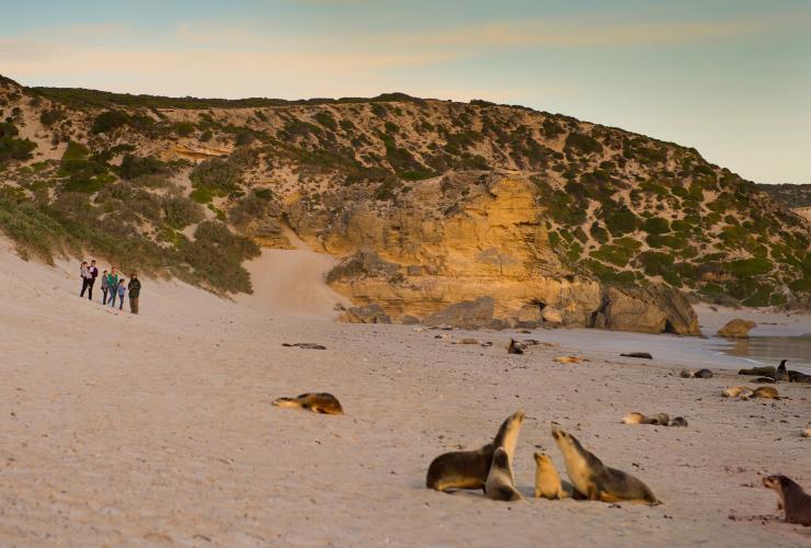 一家人在袋鼠岛海豹湾保育公园观赏海狮 © 南澳大利亚旅游局版权所有