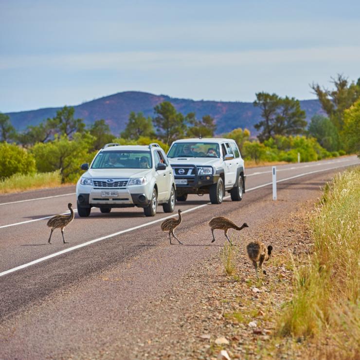 在伊卡拉-弗林德斯山脉国家公园里，汽车停下来等待鸸鹋穿过马路 © 南澳大利亚旅游局版权所有