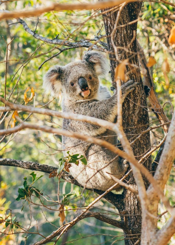 磁岛树上的考拉 © 昆士兰州旅游及活动推广局版权所有