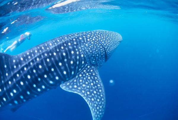 西澳大利亚州，埃克斯茅斯，宁加洛海洋公园，宁加洛珊瑚礁，鲸鲨 © Tony Karacsonyi 版权所有