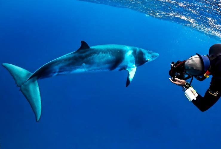 昆士兰州，凯恩斯，Mike Ball 潜水之旅，矮小须鲸 © Shae Callaghan 版权所有
