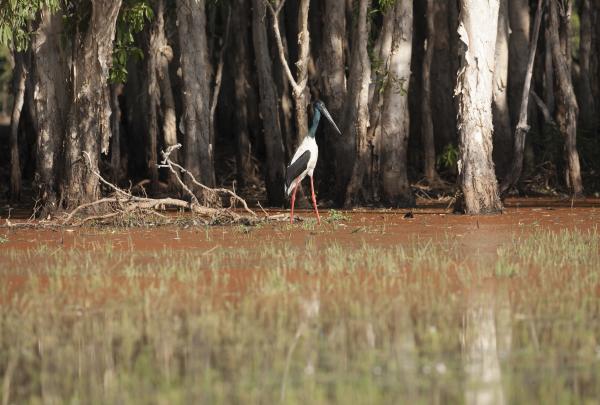 北领地，玛丽河国家公园，贾比鲁 © 北领地旅游局版权所有