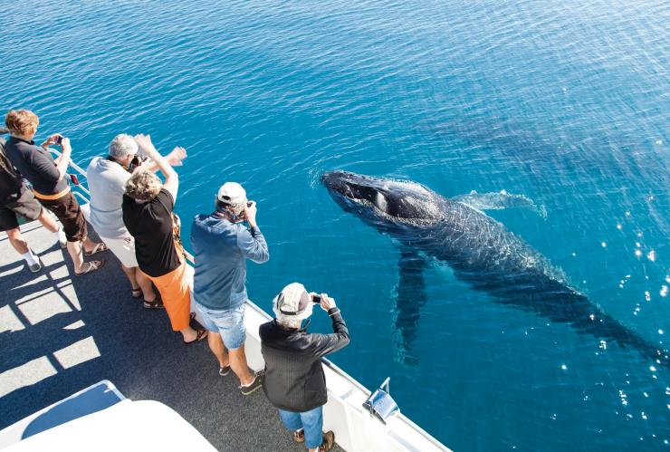 昆士兰州，荷维湾，荷维湾赏鲸 © 昆士兰州旅游及活动推广局，Matthew Taylor 版权所有