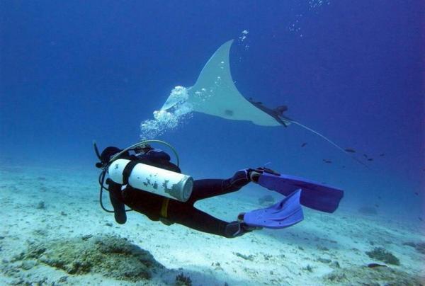昆士兰州，伊利特女士岛生态度假村，与蝠鲼共游之旅 © 伊利特女士岛生态度假村版权所有