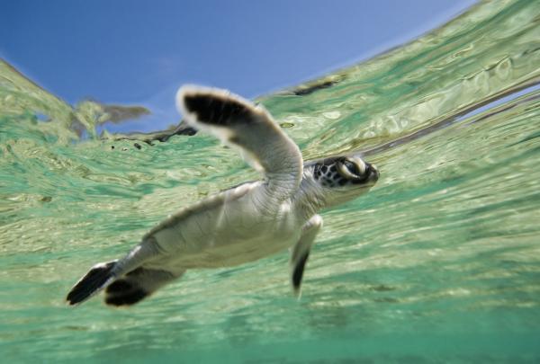 昆士兰州，伊利特女士岛生态度假村，海龟孵化 © 伊利特女士岛生态度假村版权所有