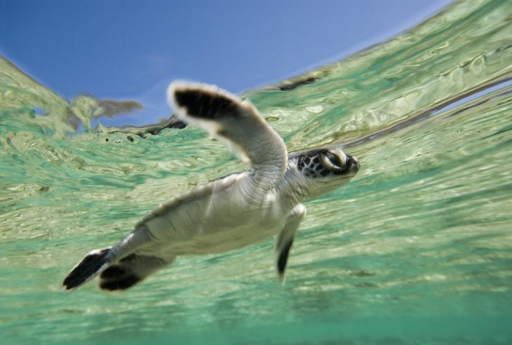 昆士兰州，伊利特女士岛生态度假村，海龟孵化 © 伊利特女士岛生态度假村版权所有