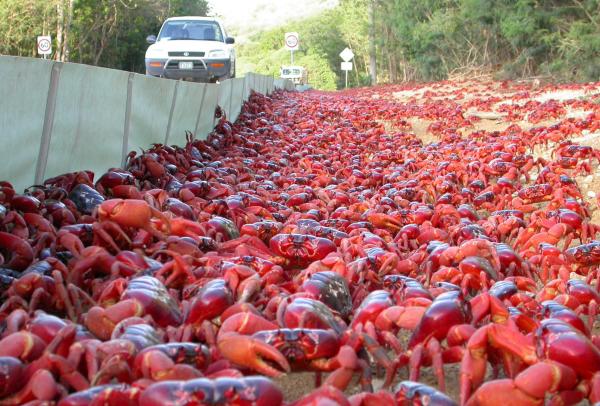 圣诞岛，螃蟹迁徙 © Max Orchard 版权所有