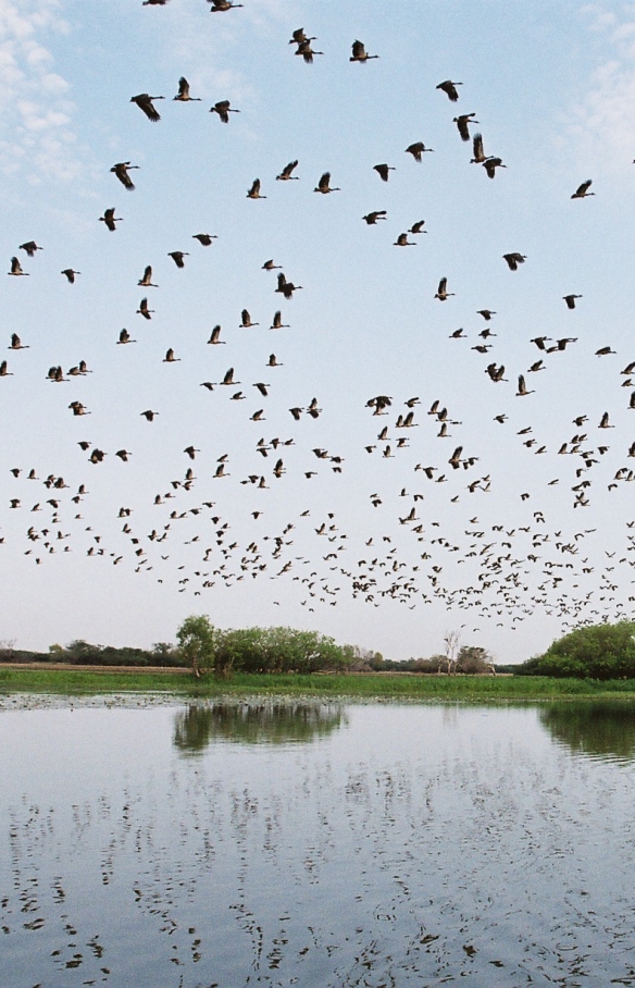 在北领地卡卡杜国家公园黄水湿地上空飞翔的鸟类 © Gary Topic 版权所有