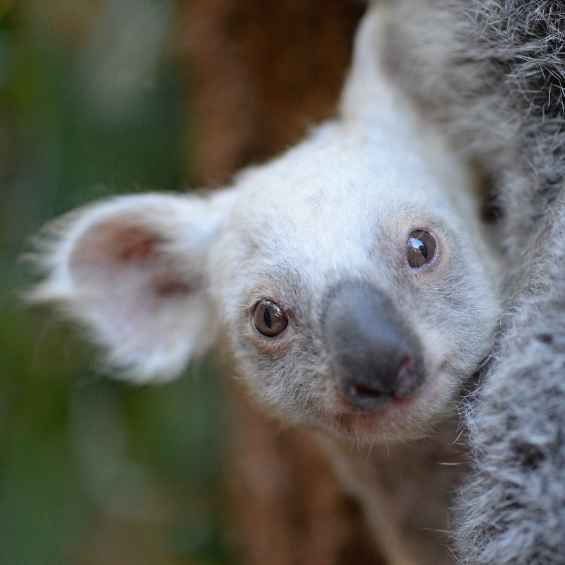 澳大利亚动物园的考拉幼崽和妈妈 © Ben Beaden/澳大利亚动物园版权所有