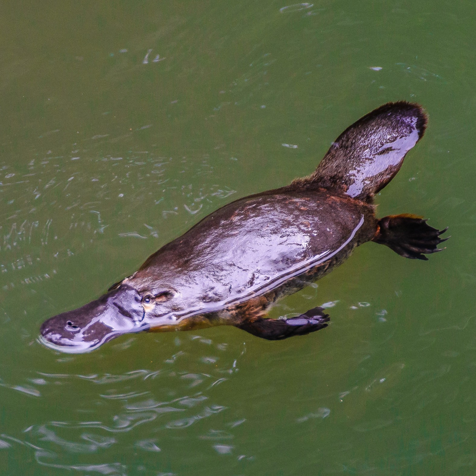 在伊加拉国家公园的布罗肯河中游泳的鸭嘴兽 © 昆士兰州旅游及活动推广局/Jewels Lynch 版权所有