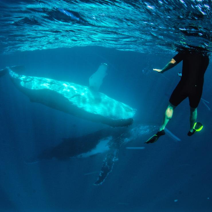 在宁加洛海洋公园与座头鲸在一起的游泳者 © 埃克斯茅斯潜水和观鲸鲨版权所有