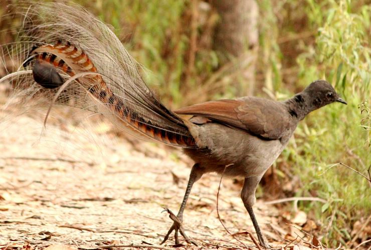 东吉普斯兰区克拉金固隆国家公园中的华丽琴鸟 © 针鼹鼠徒步之旅版权所有
