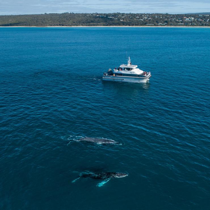 邓斯伯勒附近的博物学家租船公司船只和鲸鱼的鸟瞰图 © 澳大利亚旅游局版权所有