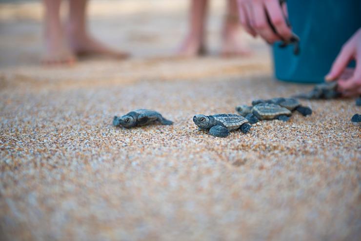 小海龟被放生到蒙利普斯保育公园的海滩上 © Lauren Bath 版权所有