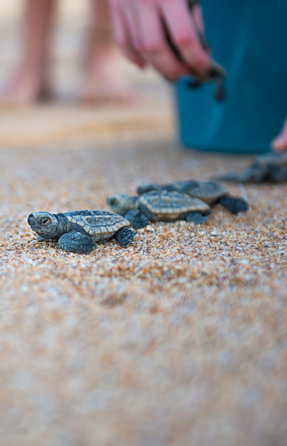 小海龟被放生到蒙利普斯保育公园的海滩上 © Lauren Bath 版权所有