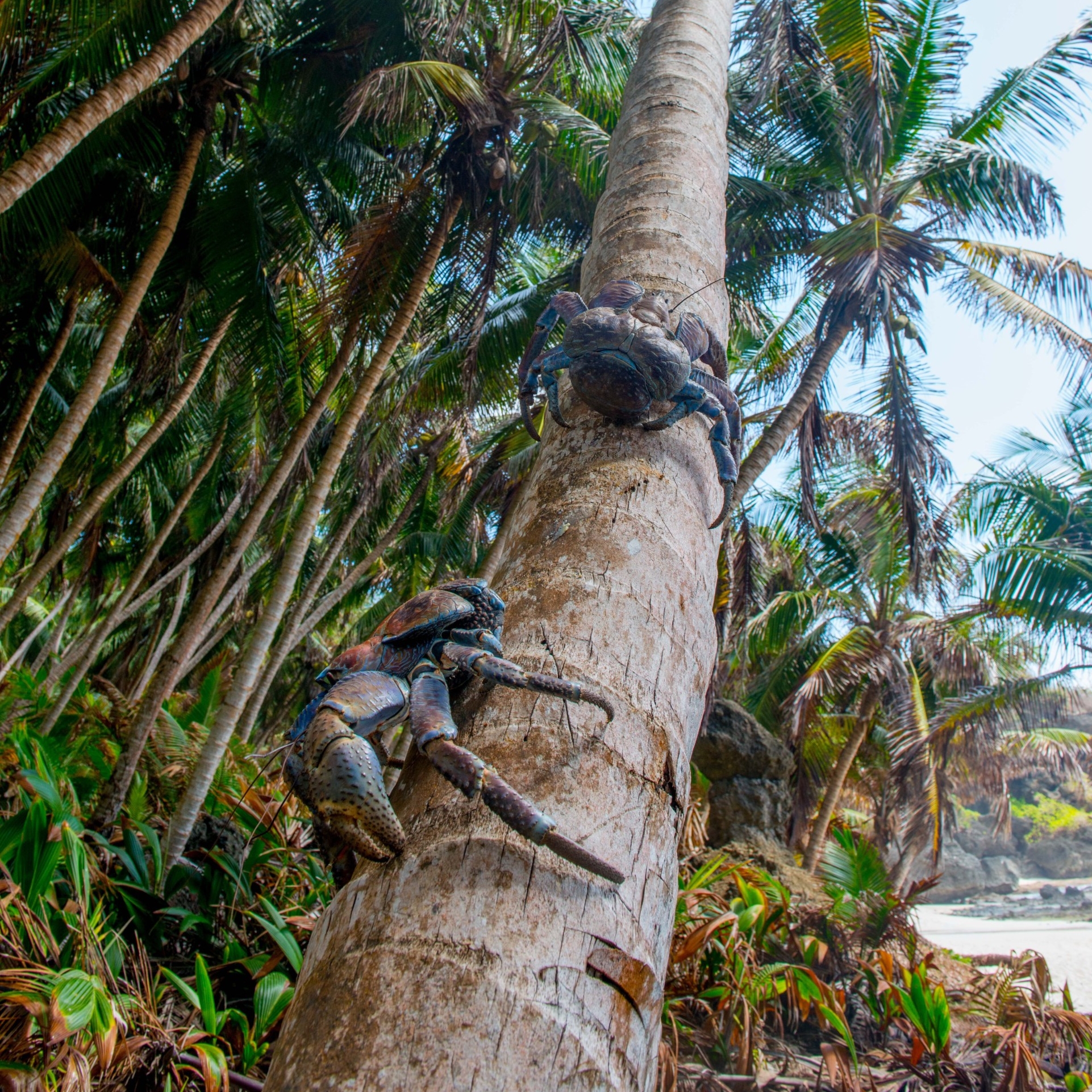 圣诞岛棕榈树上的盗蟹 © 圣诞岛旅游协会版权所有